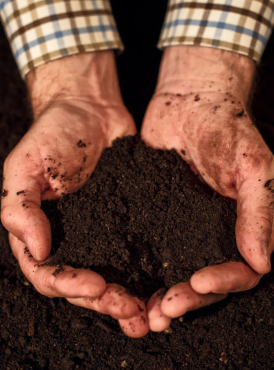 Quality soil in male gardener hands, cultivated dirt ground for organic gardening and agriculture